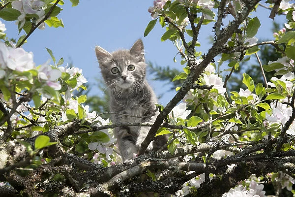 13131684. CAT. Kitten up an apple tree with blossom Date
