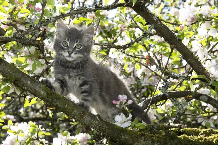 Framed Print : 13131685. CAT. Kitten up an apple tree with blossom Date Framed Print : 13131685. CAT. Kitten up an apple tree with blossom Date