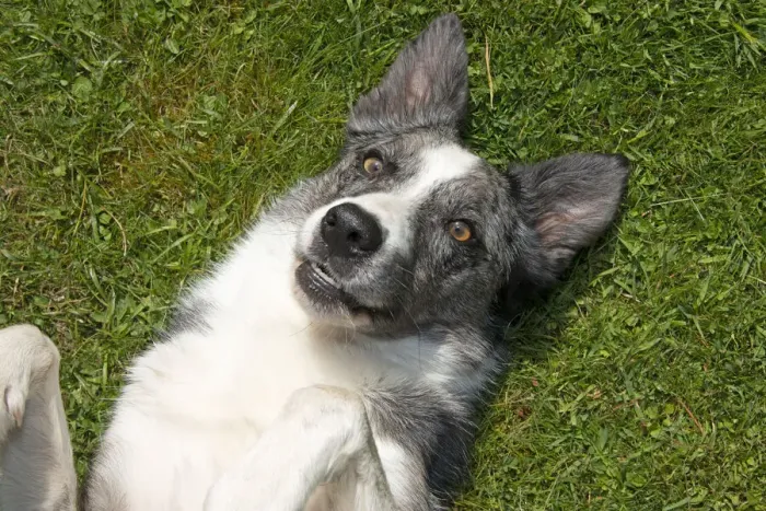 Framed Print : 13131686. DOG. Collie cross dog laying on its back on grass Framed Print : 13131686. DOG. Collie cross dog laying on its back on grass