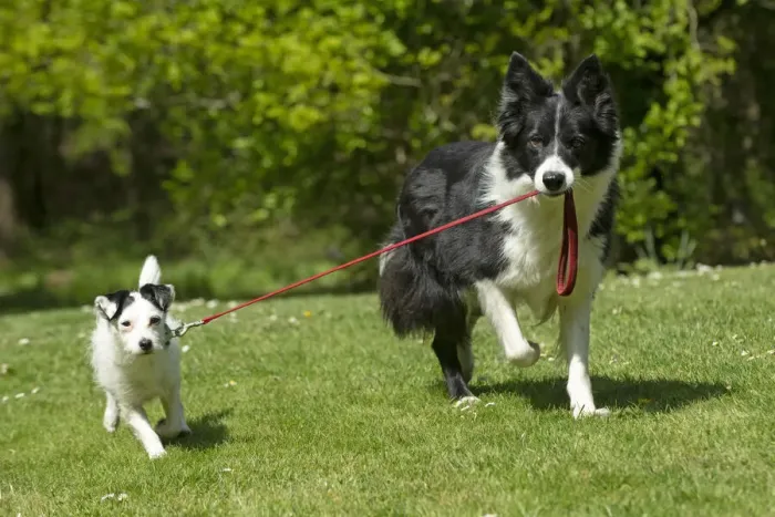 Framed Print : 13131691. DOG. Collie dog walking little dog on a lead, Date Framed Print : 13131691. DOG. Collie dog walking little dog on a lead, Date