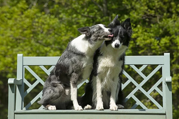 13131693. DOG. Collie dogs x2 sitting on a bench, kissing, Date