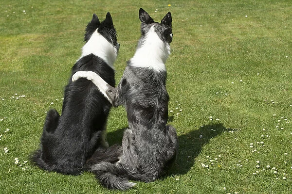 13131695. DOG. two Collie dogs sitting together back view, paw on shoulder Date