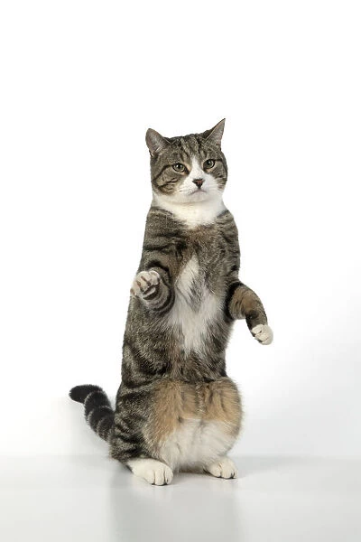 13131699. CAT. Tabby & white cat with paws up, studio, white background Date