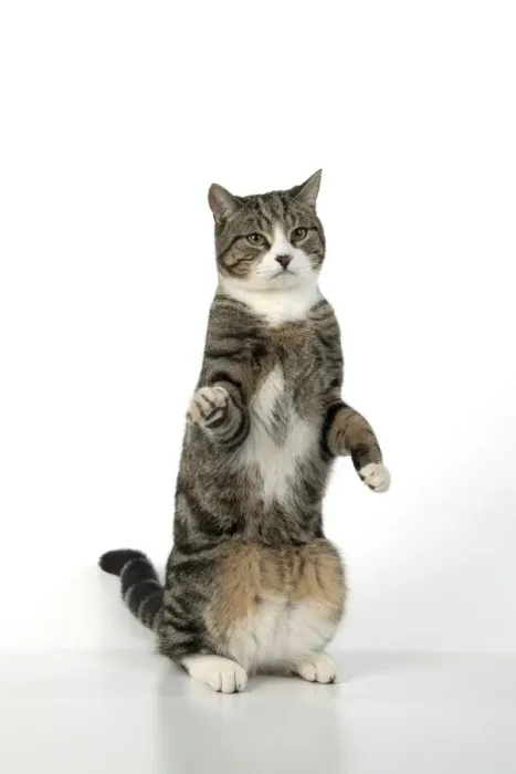 Framed Print : 13131699. CAT. Tabby and white cat with paws up, studio, white background Date Framed Print : 13131699. CAT. Tabby and white cat with paws up, studio, white background Date