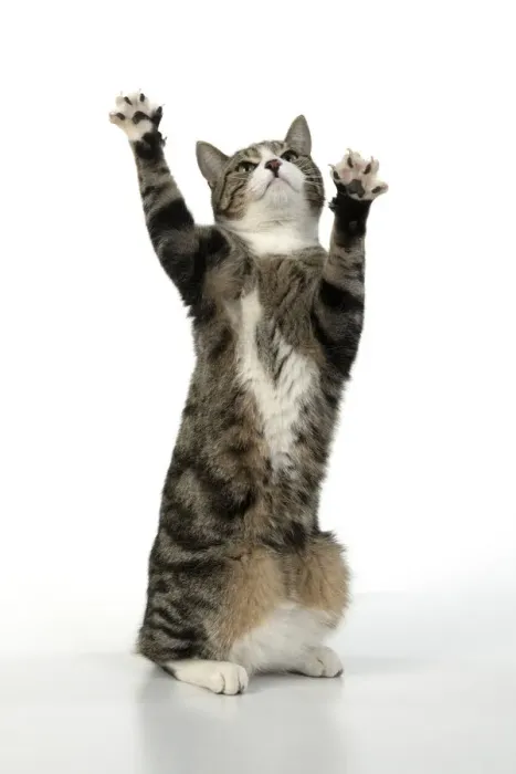 Framed Print : 13131701. CAT. Tabby and white cat with paws up, studio, white background Date Framed Print : 13131701. CAT. Tabby and white cat with paws up, studio, white background Date