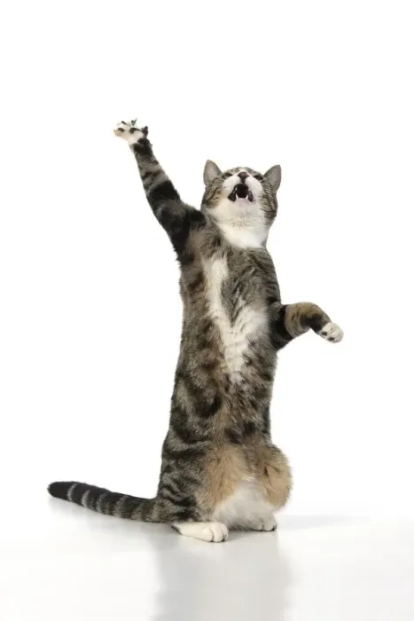 Framed Print : 13131703. CAT. Tabby and white cat with paws up, studio, white background Date Framed Print : 13131703. CAT. Tabby and white cat with paws up, studio, white background Date