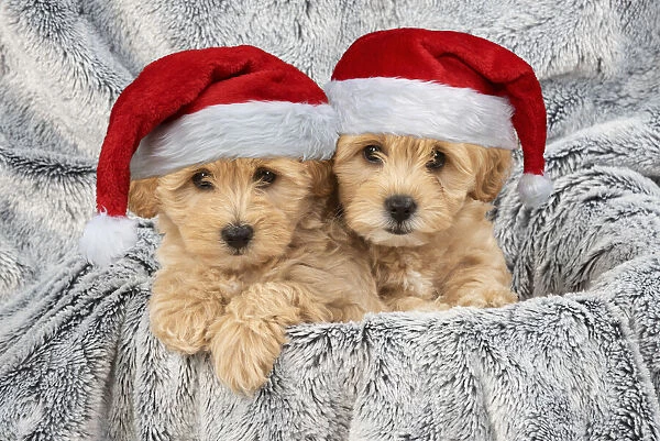 13131705. DOG. Pooton  /  Cotonpoo puppies wearing Christmas hats Date