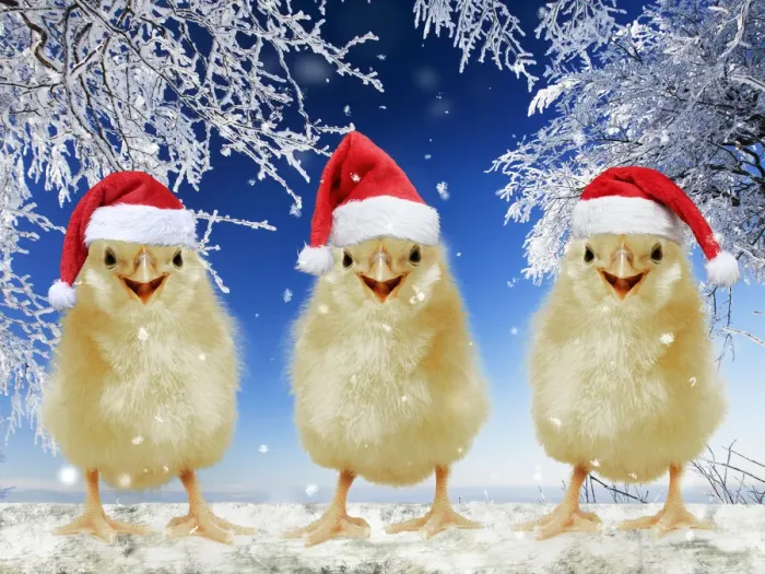 Framed Print : 13131706. Three chicks perched on fence wearing Christmas hats in snow Date Framed Print : 13131706. Three chicks perched on fence wearing Christmas hats in snow Date