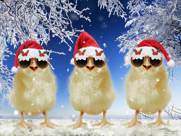 13131707. Three chicks perched on fence wearing Christmas hats in snow Date