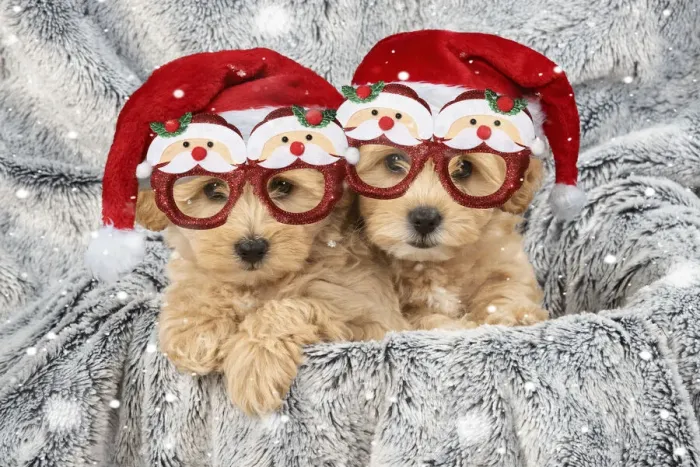 Framed Print : 13131708. DOG. Pooton / Cotonpoo puppies wearing Christmas hats and glasses Date Framed Print : 13131708. DOG. Pooton / Cotonpoo puppies wearing Christmas hats and glasses Date