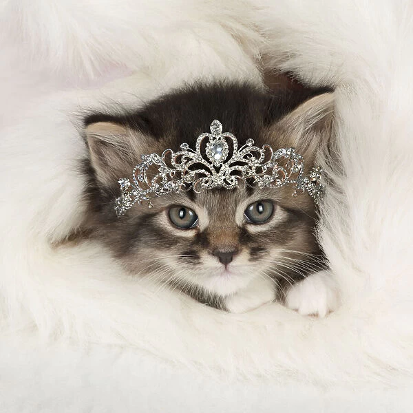 13131710. CAT - Somali x tabby kitten wearing a tiara Date
