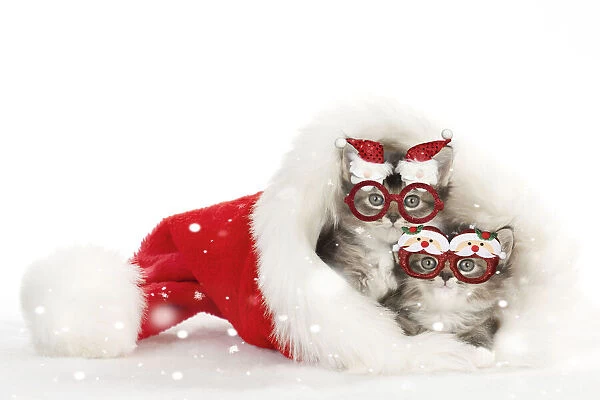 13131711. CAT - Somali x tabby kittens wearing Christmas glasses in a Santa hat Date