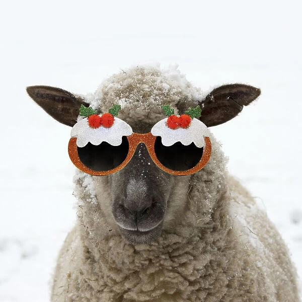 13131713. SHEEP - Shropshire cross standing in snow wearing Christmas pudding glasses Date