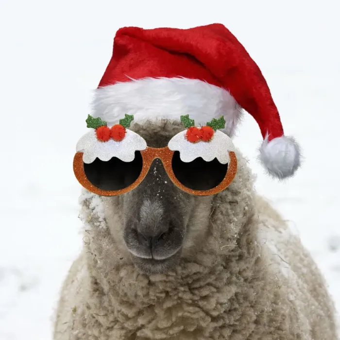 Framed Print : 13131714. SHEEP - Shropshire cross standing in snow wearing Christmas hat and glasses Date Framed Print : 13131714. SHEEP - Shropshire cross standing in snow wearing Christmas hat and glasses Date