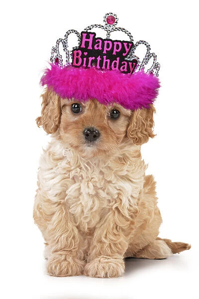 13131716. Dog - Cavapoo puppy wearing pink Happy Birthday tiara Date