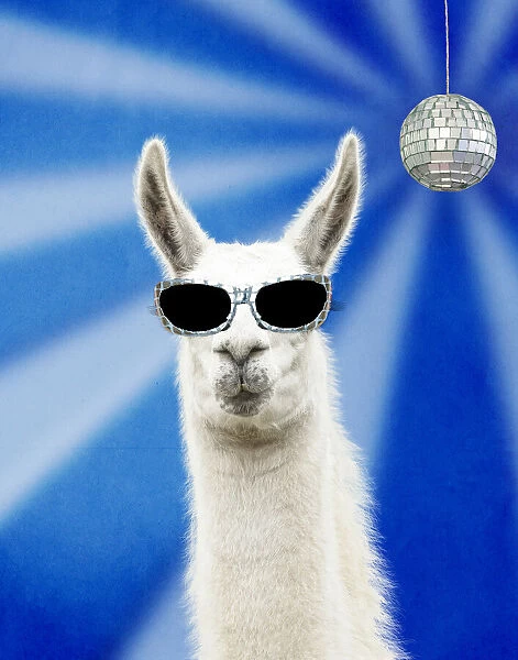 13131717. CAT - Llama wearing sunglasses with disco ball Date