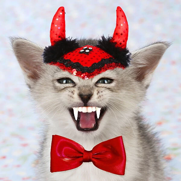 13131718. Burmilla Cat  /  Asian X breed kitten wearing Vampire Halloween costume Date