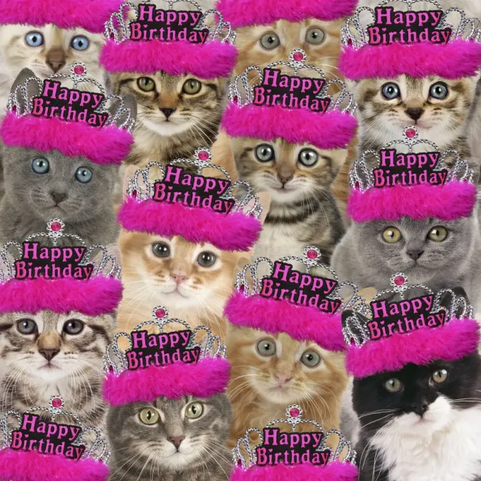 Framed Print : 13131719. Montage of cats wearing pink Happy Birthday tiaras Date Framed Print : 13131719. Montage of cats wearing pink Happy Birthday tiaras Date