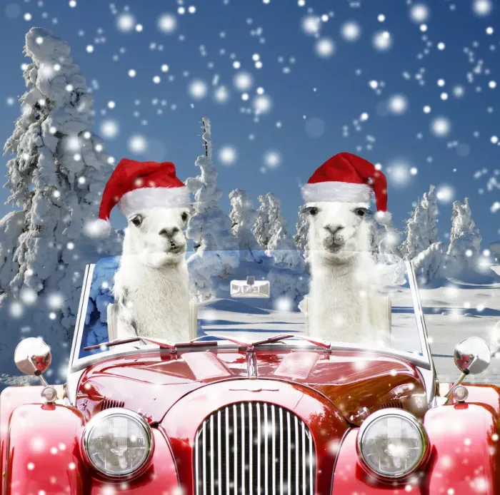 Framed Print : 13131720. Llamas, driving red car in snow wearing Christmas hats Date Framed Print : 13131720. Llamas, driving red car in snow wearing Christmas hats Date