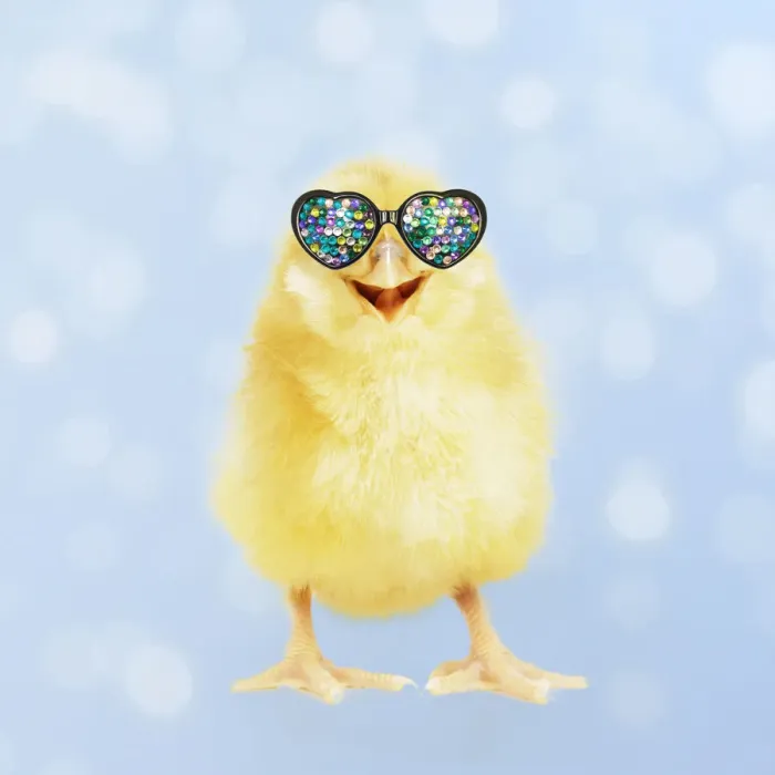 Framed Print : 13131721. Yellow chick wearing heart shaped sunglasses Date Framed Print : 13131721. Yellow chick wearing heart shaped sunglasses Date
