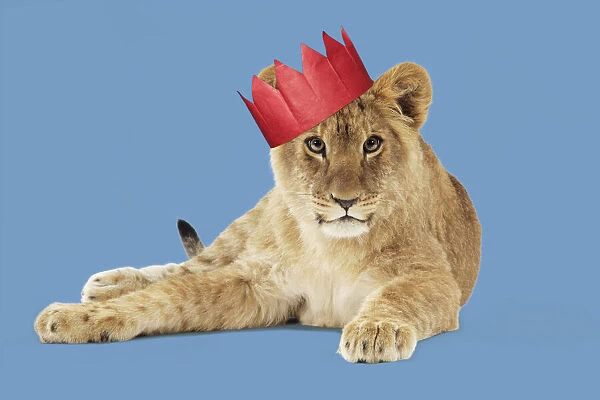 13131722. Lion cub (approx 16 weeks old) wearing Christmas party hat Date