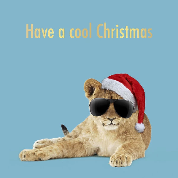 13131723. Lion cub (approx 16 weeks old) laying wearing Christmas hat and sunglasses Date