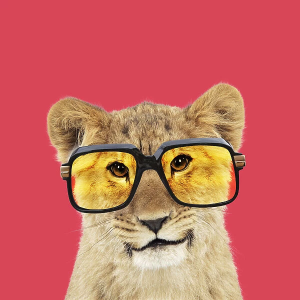 13131724. Lion cubs (approx 16 weeks old) wearing glasses Date