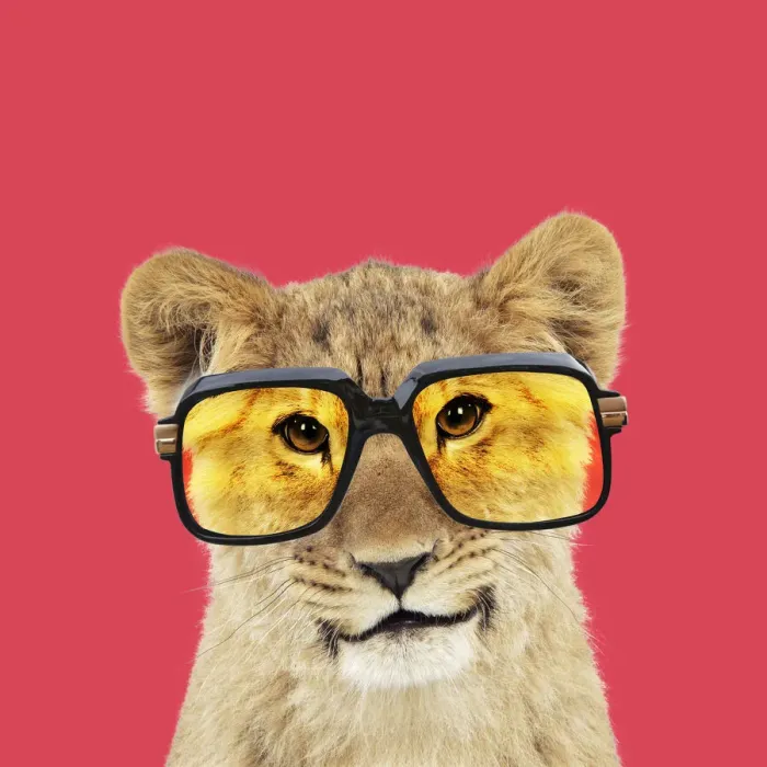 Framed Print : 13131724. Lion cubs (approx 16 weeks old) wearing glasses Date Framed Print : 13131724. Lion cubs (approx 16 weeks old) wearing glasses Date