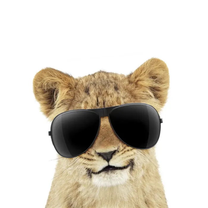 Framed Print : 13131725. Lion cubs (approx 16 weeks old) wearing sunglasses Date Framed Print : 13131725. Lion cubs (approx 16 weeks old) wearing sunglasses Date