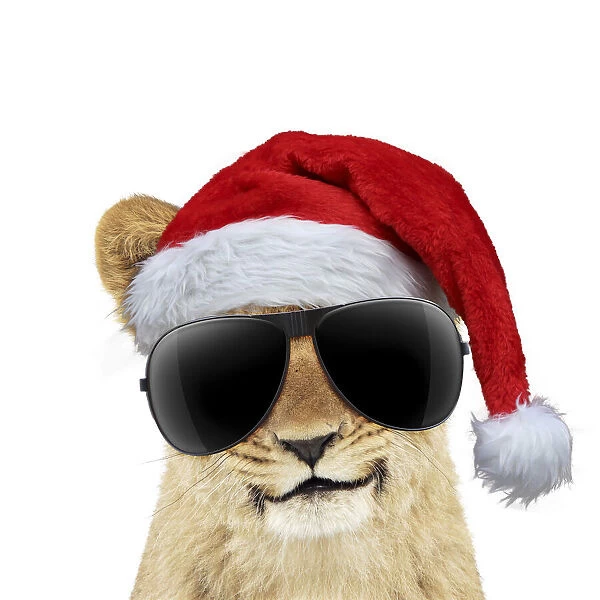 13131726. Lion cubs (approx 16 weeks old) wearing Christmas hat and sunglasses Date