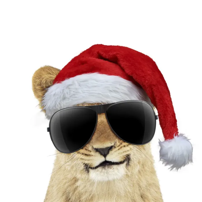 Framed Print : 13131726. Lion cubs (approx 16 weeks old) wearing Christmas hat and sunglasses Date Framed Print : 13131726. Lion cubs (approx 16 weeks old) wearing Christmas hat and sunglasses Date