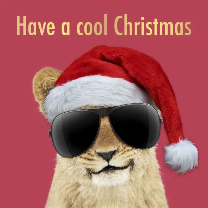 Framed Print : 13131727. Lion cubs (approx 16 weeks old) wearing Christmas hat and sunglasses Date Framed Print : 13131727. Lion cubs (approx 16 weeks old) wearing Christmas hat and sunglasses Date