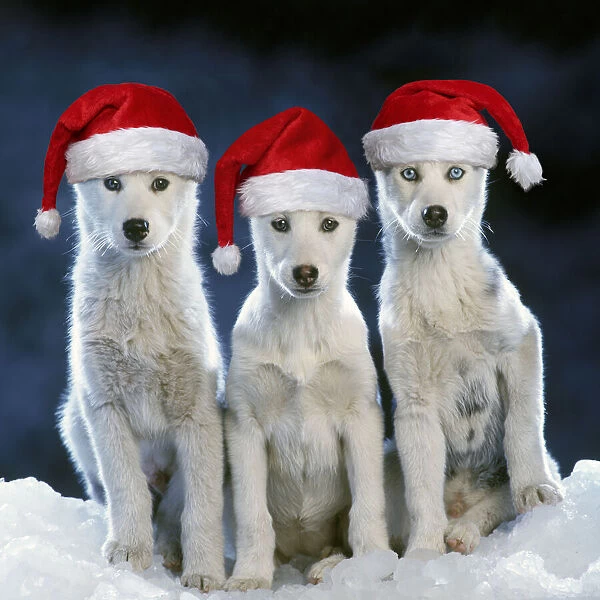 13131729. Siberian husky Dogs - three sitting on snow wearing Christmas hats Date