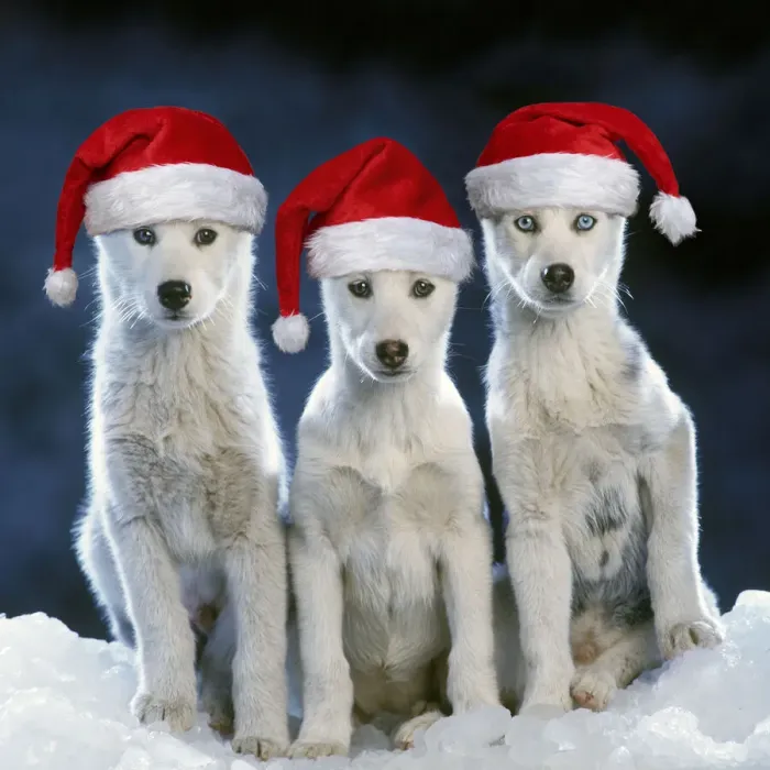 Framed Print : 13131729. Siberian husky Dogs - three sitting on snow wearing Christmas hats Date Framed Print : 13131729. Siberian husky Dogs - three sitting on snow wearing Christmas hats Date