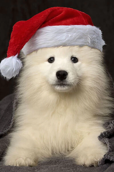 13131731. Samoyed Dog, puppy - 8 weeks old - under blanket wearing Christmas hat Date