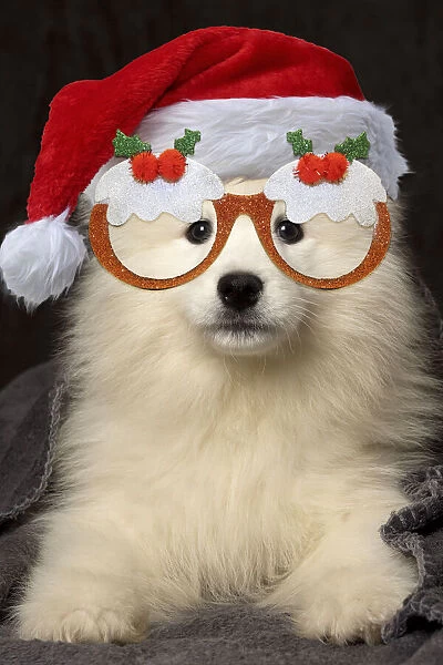 13131732. Samoyed Dog, puppy 8 weeks old under blanket wearing Christmas hat