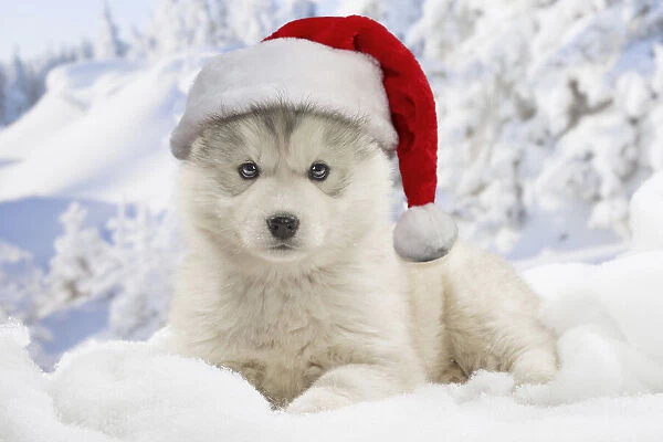 13131734. Husky puppy wearing Christmas hats in the snow in winter Date