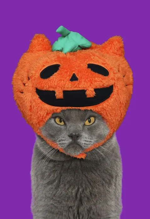 Framed Print : 13131735. Chartreux Cat, looking unhappy, grumpy wearing Halloween pumpkin hat Date Framed Print : 13131735. Chartreux Cat, looking unhappy, grumpy wearing Halloween pumpkin hat Date