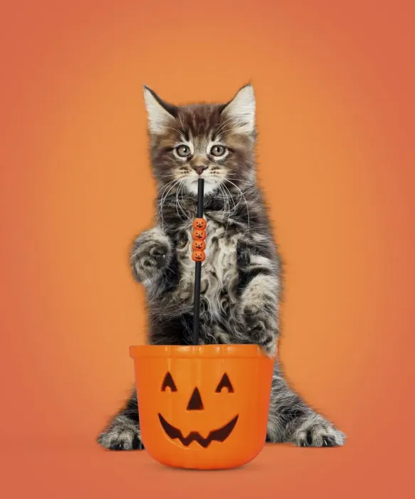 Framed Print : 13131736. Maine Coon Cat, kitten standing on hind legs drinking Framed Print : 13131736. Maine Coon Cat, kitten standing on hind legs drinking