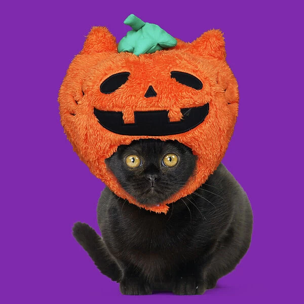 13131737. Bombay Cat, wearing Halloween pumpkin hat Date