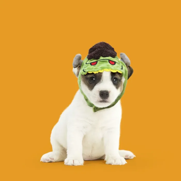 Framed Print : 13131739. Jack Russell Terrier Dog, puppy wearing Frankenstein's monster hat Date Framed Print : 13131739. Jack Russell Terrier Dog, puppy wearing Frankenstein's monster hat Date