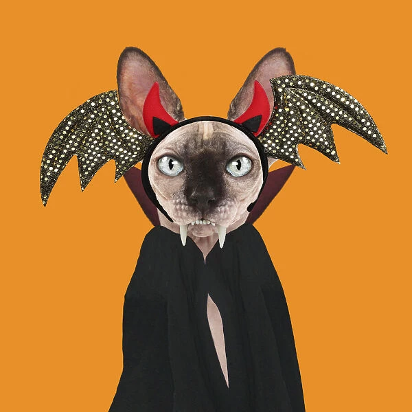13131745. Sphynx Cat, dresssed as Dracula Date