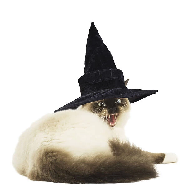 13131748. Ragdoll cat in wearing withches hat Date