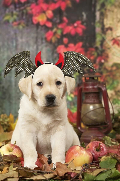 13131749. Yellow Labrador puppy outdoors in autumn wearing batwing headband Date