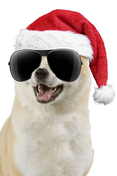 13131752. Akita Dog, wearing Christmas hat and sunglasses mouth open Date