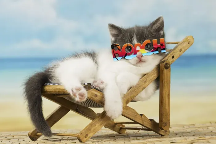 Framed Print : 13131754. Domestic Cat, kitten 6 weeks old, on deckchair wearing beach sunglasses Date Framed Print : 13131754. Domestic Cat, kitten 6 weeks old, on deckchair wearing beach sunglasses Date