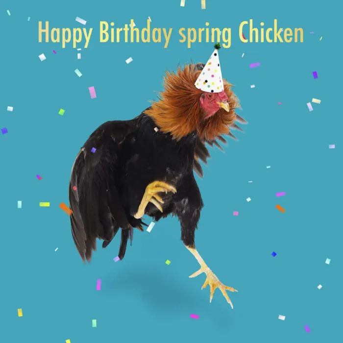Framed Print : 13131755. Combattant du Nord - Cockerel / Rooster - jumping with party hat Framed Print : 13131755. Combattant du Nord - Cockerel / Rooster - jumping with party hat