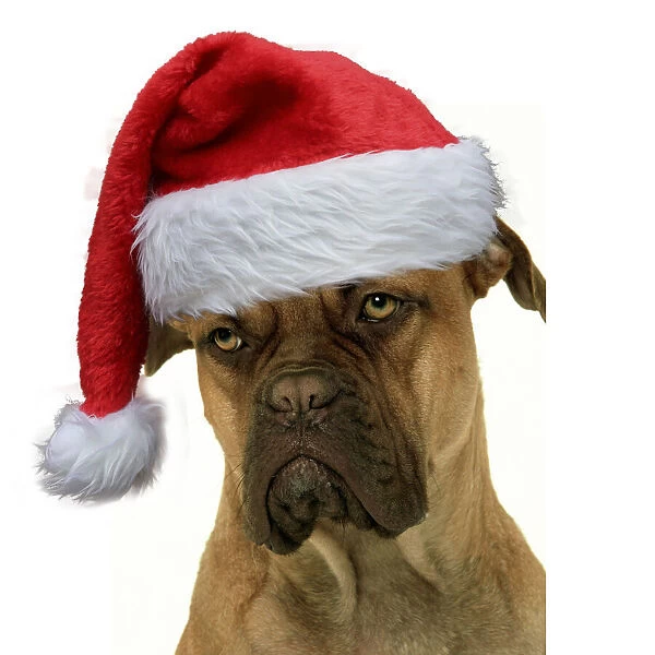 13131757. Dog - Dogue de Bordeaux  /  Bordeaux  /  French Mastiff wearing Christmas hat Date