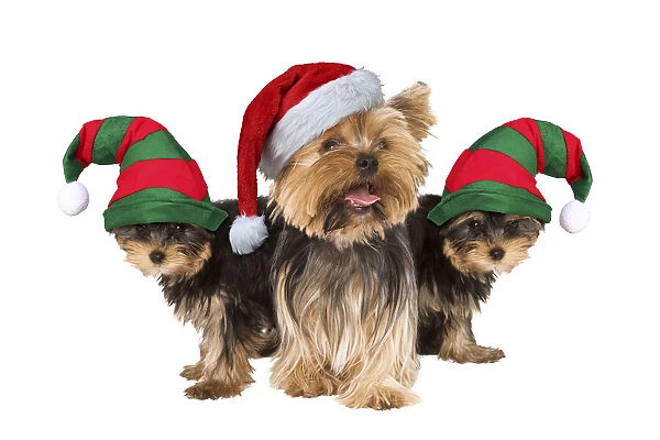 13131758. Yorshire Terrier Dogs, with Father Christmas and Elf hats Date