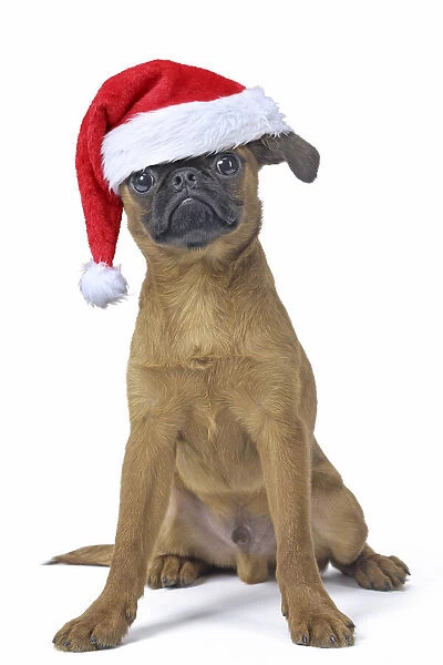 13131759. Petit Brabancon or Brussels Griffon puppy with Christmas hat Date